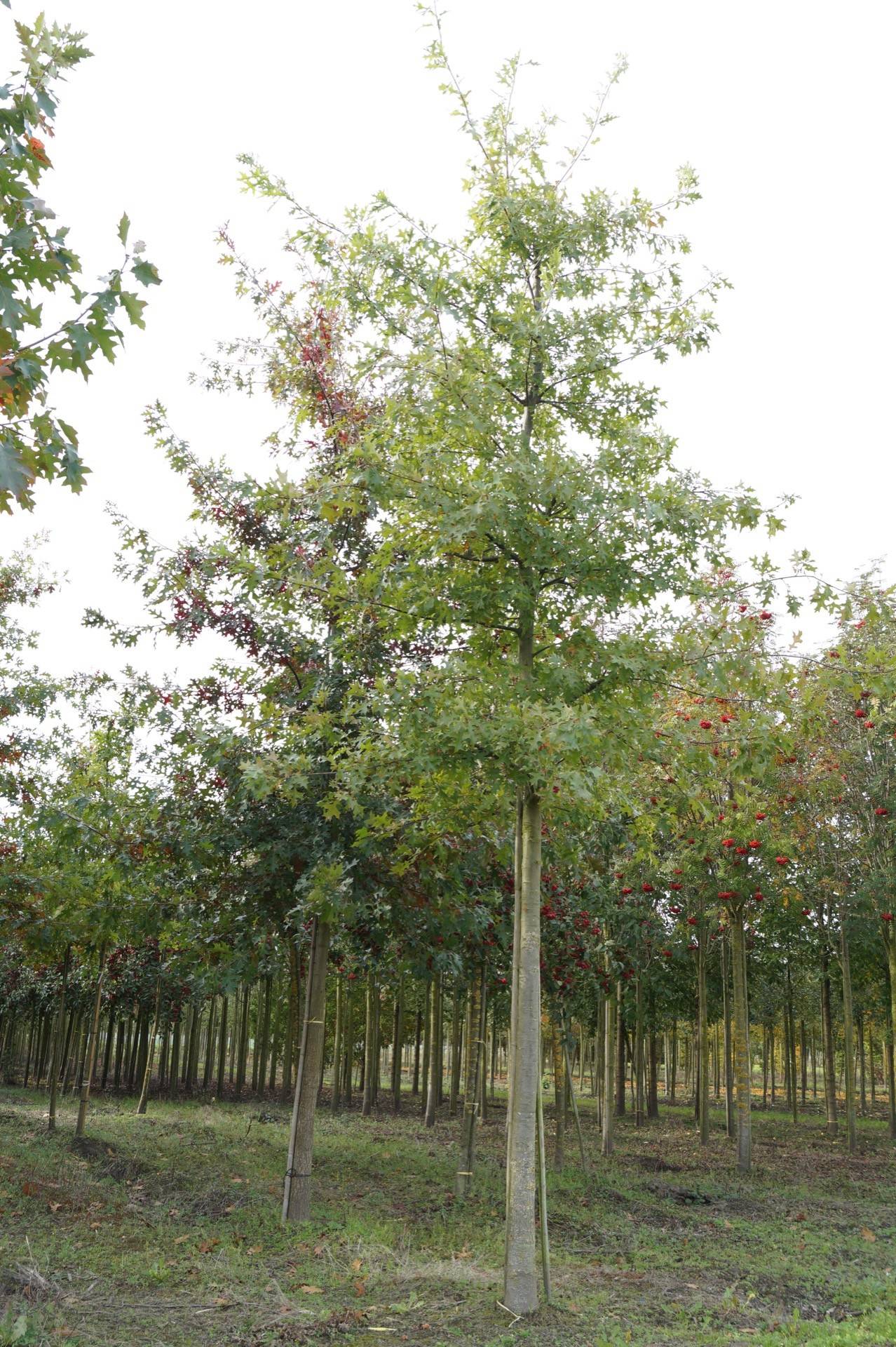 Quercus palustris_13